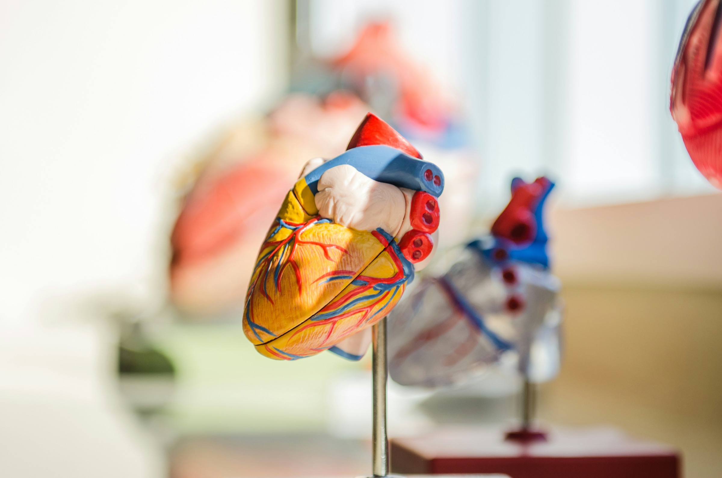 Anatomical models of the human heart on a table