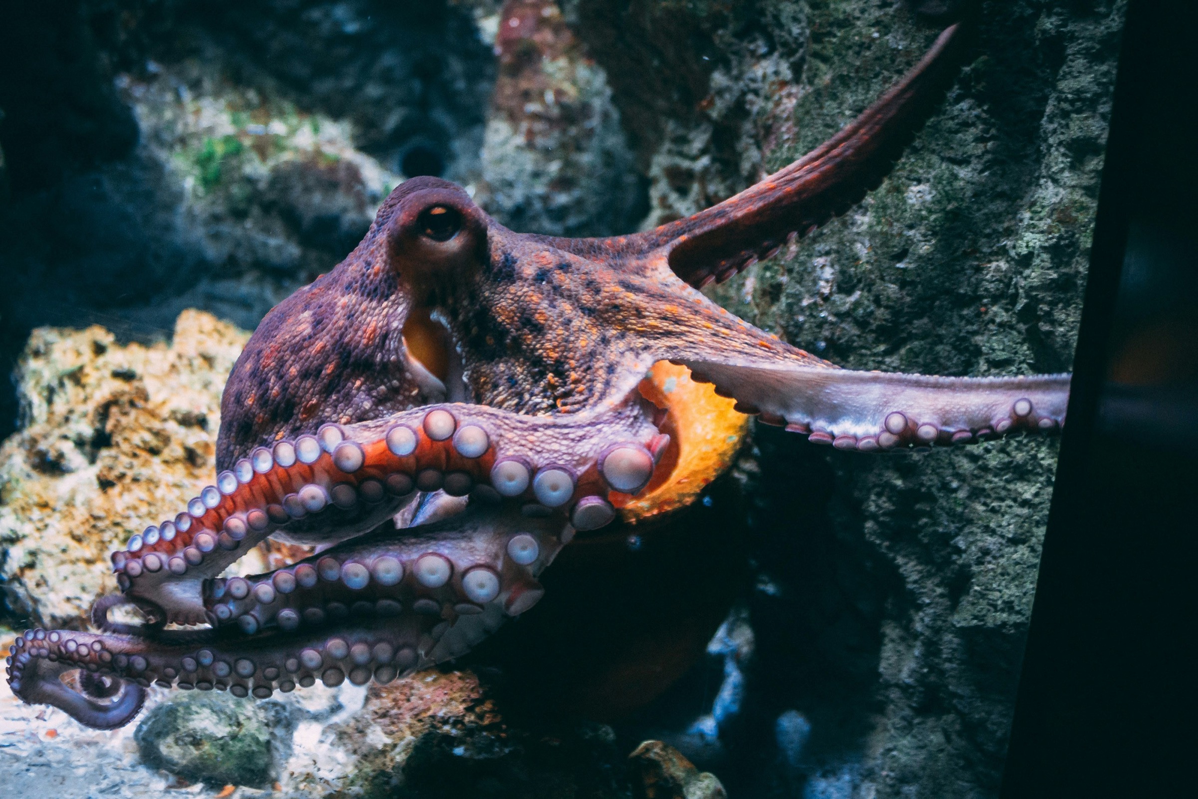 An octopus resting on rocks in an aquarium